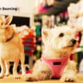 Chinese Pet Product Suppliers Doggedly Pursue Domestic Market Growth_HKTDC sourcing